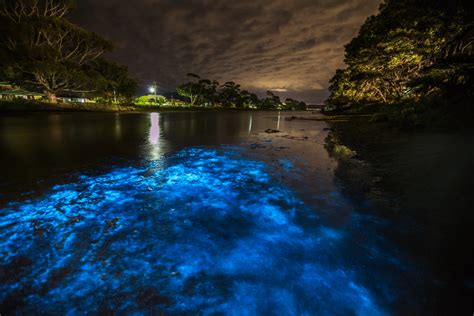 Unlocking the Secrets of Miami's Magical Waters